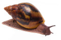 Achatina achatina (GB) semiadult, 8cm